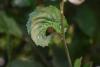 328690 – Photo : Numayta – France (68)